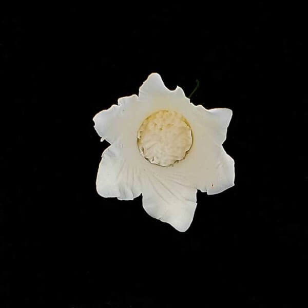 Beautiful Gumpaste Icing Sugar Flower from The Rose Factory - Cake Decorating Supplies Auckland New Zealand