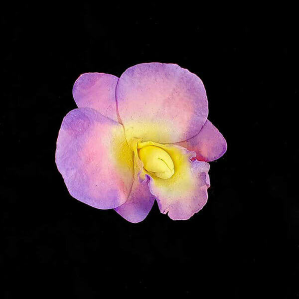 Gumpaste Icing Sugar Orchid Flower from The Rose Factory - Edible Cake Toppers New Zealand